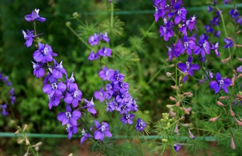 Cách trồng hoa Violet quanh năm