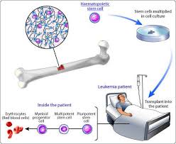 Tìm ra phương pháp mới tạo tế bào gốc